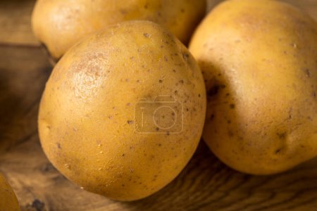 Téléchargez les photos : Pommes de terre jaunes crues maison en grappe - en image libre de droit
