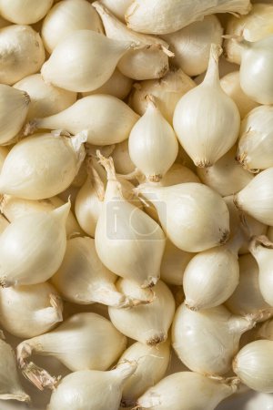 Photo for Raw White Organic Pearl Onions in a Bunch - Royalty Free Image