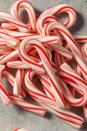 Photo for Red and White Peppermint Mini Candycanes for Christmas - Royalty Free Image