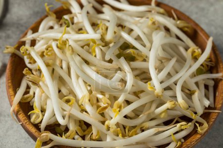Photo for Raw White Organic Soy Bean Sprouts in a Bowl - Royalty Free Image