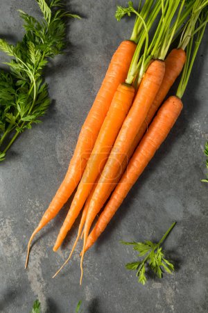 Photo for Organic Raw Orange Carrots in a Bunch - Royalty Free Image