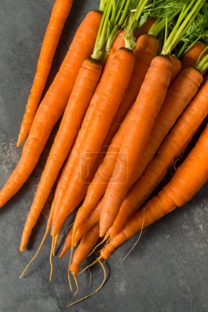 Photo for Organic Raw Orange Carrots in a Bunch - Royalty Free Image