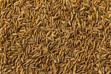 Photo for Dry Organic Raw Cumin Seeds in a Bowl - Royalty Free Image