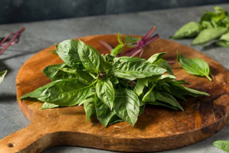 Photo for Raw Green Organic Thai Holy Basil in a Bunch - Royalty Free Image