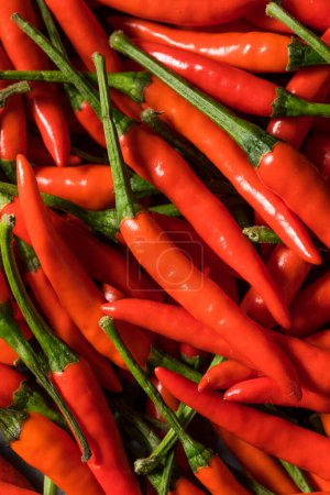 Photo for Spicy Organic Red Thai Birds Eye Chilli Peppers in a Bowl - Royalty Free Image