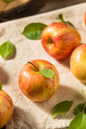 Photo for Healthy Organic Royal Gala Apples in a Bunch - Royalty Free Image