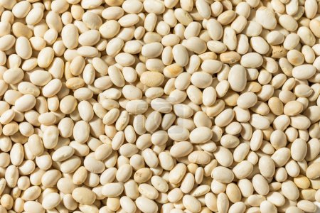 Photo for Organic White Navy Beans in a Bowl - Royalty Free Image