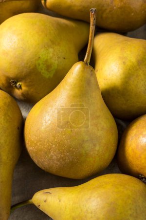 Photo for Raw Brown Organic Bosc Pears in a Bunch - Royalty Free Image