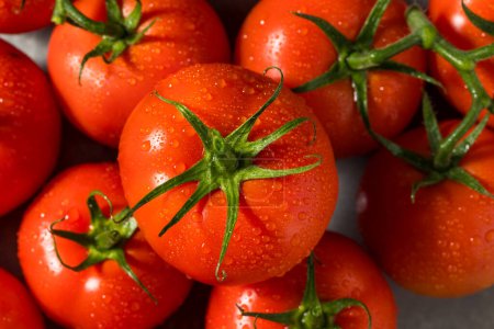Photo for Organic Red Vine Ripened Tomatoes Ready to Eat - Royalty Free Image