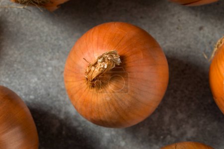 Photo for Organic Raw Brown Yellow Onions in a Bunch - Royalty Free Image