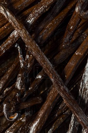 Photo for Organic Raw Madagascar Vanilla Beans in a Bunch - Royalty Free Image