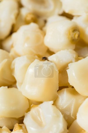 Photo for Raw Cooked White Mexican Hominy Corn in a Bowl - Royalty Free Image