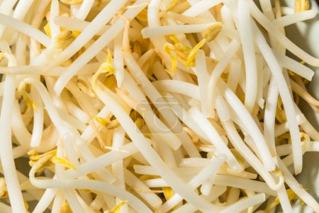 Organic Raw White Mung Bean Sprouts in a Bowl