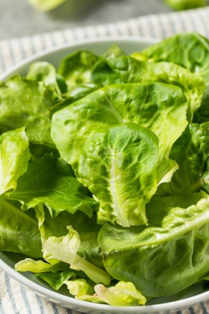 Photo for Organic Raw Baby Butterhead Lettuce for a Salad - Royalty Free Image