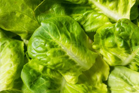 Photo for Organic Raw Baby Butterhead Lettuce for a Salad - Royalty Free Image
