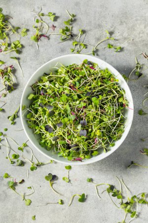 Photo for Green Organic Raw Microgreen Sprouts Ready to Eat - Royalty Free Image