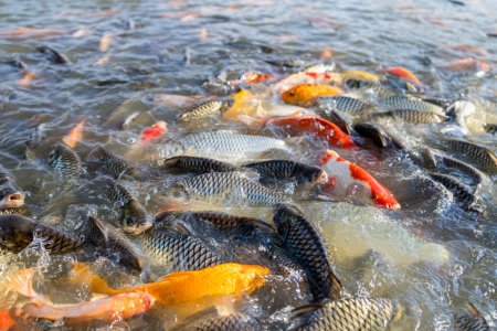 Koi-Fische bunt auf der Wasseroberfläche, ausgefallene Karpfen schwimmen im Teich, viele Fische auf der Wasseroberfläche
