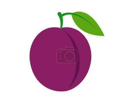 plum illustration for coloring book template, plum for kids worksheet printable