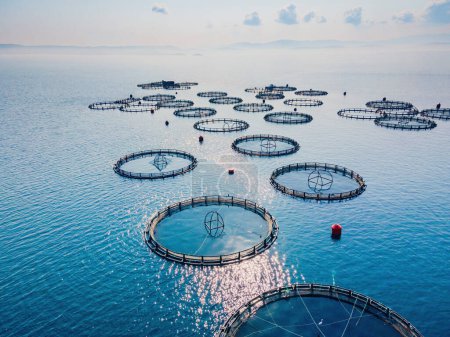 Foto de Piscifactoría flotante red agua de mar superficie costa horizonte pescados y mariscos negocio acuicultura, vista aérea - Imagen libre de derechos