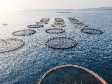 Drone point of view over a large fish farm, organic aquaculture, aerial shot