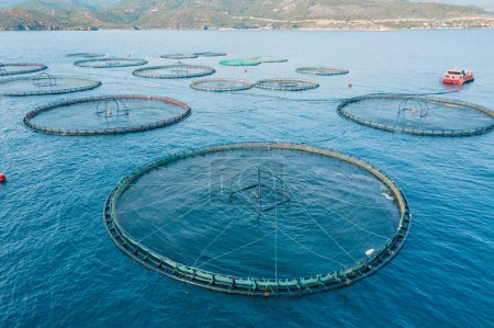 Photo for Aquaculture fish farm in open sea, aerial close-up shot - Royalty Free Image