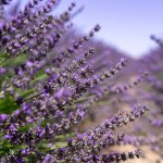Blooming lavender in a field, close-up