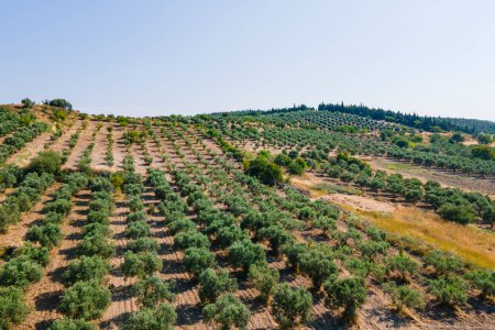 Photo for Olive groves for the production of extra virgin olive oil in Turkey. Aerial view - Royalty Free Image