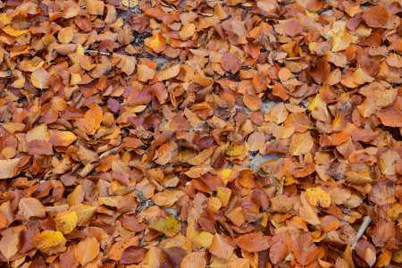 Photo for Background of brown beech leaves in the ground - Royalty Free Image