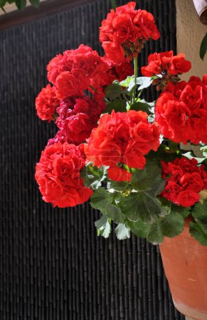Photo for Red carnations in a pot hanging in a wall - Royalty Free Image