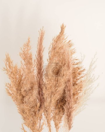 Dried yellowed pampas grass, dried plants. Minimalist background in cottage aesthetic, rustic style. Neutral pampas grass background, earth tones. Calm rustic beauty. Close-up