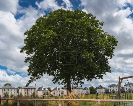 Photo for A large chestnut tree in the foreground in a park on an authentic street in an English countryside, country houses and a cloudy sky, summer day. Sustainable architecture and sustainable design - Royalty Free Image