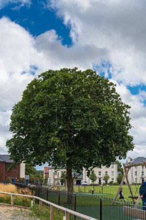 Photo for Large chestnut tree in the foreground on an authentic street in the English countryside, country houses and a cloudy sky, summer day. Sustainable architecture and sustainable design in harmony nature - Royalty Free Image