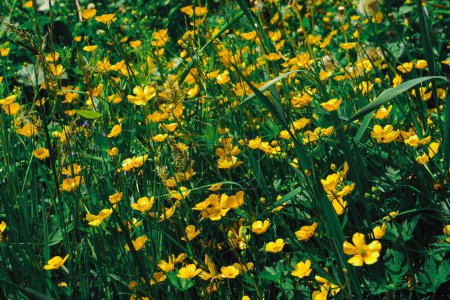 Téléchargez les photos : Un champ de buttercups vénéneux jaune vif avec des fleurs à cinq pétales dans une herbe verte luxuriante. Un petit moustique atterrit sur l'un des pétales, donnant vie à cette scène potentiellement dangereuse. - en image libre de droit