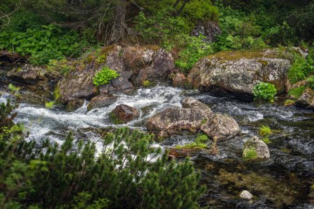 Photo for A serene mountain stream swiftly meandering through a mossy, rocky terrain. Perfect for nature, relaxation, and meditation concepts - Royalty Free Image