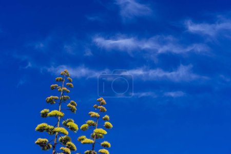 Foto de Dos agaves en flor contra un cielo azul con nubes blancas onduladas en un día soleado de verano al aire libre. Concepto minimalista. mirando hacia arriba - Imagen libre de derechos