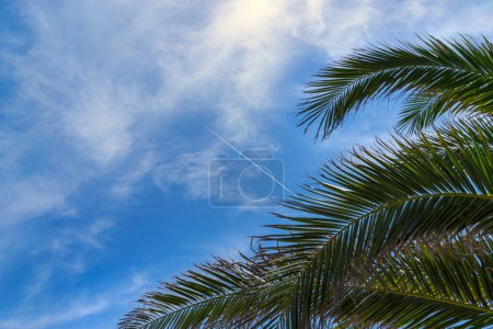 Tropical palm against a clear blue sky with airplane contrail, embodying travel and exotic destinations