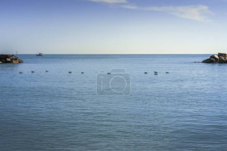 Eine ruhige Meereslandschaft mit Möwen, die schwimmen, ruhigem Wasser, einem entfernten Boot unter klarem blauem Himmel - perfekt für ruhige Themen