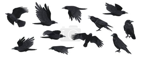 Raven set. Black crow silhouettes, blackbird different poses flying wild animal character icons for logo tattoo design. Vector isolated collection. Dark gothic birds fluttering with wings