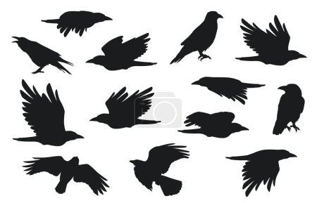 Illustration for Crow silhouette. Group of flying ravens with feathers beak claw, creative black gothic rook birds for Halloween decoration. Vector isolated set. Wild dark animal characters for holiday - Royalty Free Image