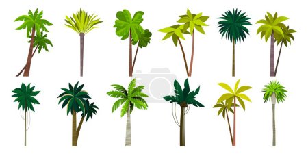 Illustration for Palm tree collection. Cartoon tropical coconut and banana plant, island exotic trees, sea coast floral bush. Vector isolated set of coconut palm illustration - Royalty Free Image