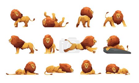 Lion collection. Cartoon male jungle cats in different poses, cute big cats with fur and tails safari wildlife icons, savana predator animal. Vector isolated set. Strong character hunter