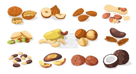 Illustration for Set of nuts. Cartoon colorful nuts kernels, organic food healthy snack food for vegetarian, vegan diet. Vector isolated collection. Delicious cashew, hazelnut, almond and pistachio - Royalty Free Image