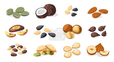Illustration for Nuts and seeds. Healthy snack food, colorful roasted nuts and dried seeds, healthy vegetarian food, nut and seed nutrition concept. Vector set. Delicious pistachio, hazelnut and coconut - Royalty Free Image