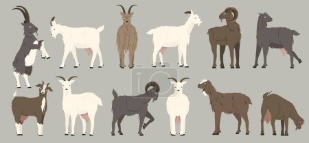 Illustration for Goats collection. Cartoon black nanny goats, cartoon alpine herd of dairy animal with wool and horns. Vector isolated mascot of goat anima or , mammal illustration - Royalty Free Image