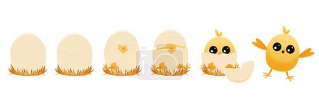 Illustration for Chicken hatching stages. Cartoon winged chick emerging from egg, domestic farm animal with feathers, summer newborn chicks. Vector flat illustration. Brocken eggshells isolated set - Royalty Free Image