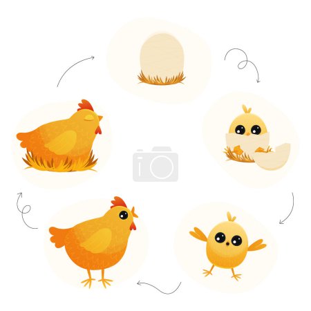 Téléchargez les illustrations : Cycle de vie du poulet. Dessin animé poule de couvée avec des poussins et des œufs, étape par étape de l'œuf à l'adulte et le dos, l'embryon de poulet à l'adulte et les poussins. Illustration vectorielle. Petits poussins éclosent de coquille d'oeuf - en licence libre de droit