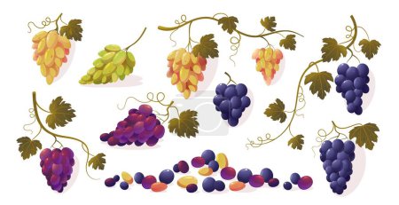 Ilustración de Uvas con hojas. Ramo de dibujos animados de fruta dulce roja verde madura púrpura, racimo de bayas frescas de viñedos naturales. Conjunto aislado vectorial de uva alimenticia, fruta e ilustración de hojas - Imagen libre de derechos