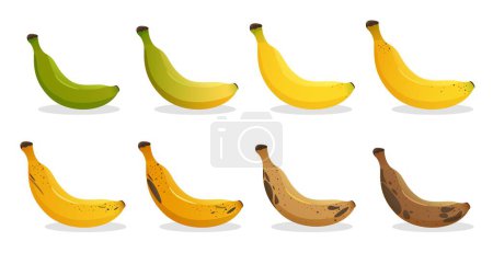 Banana ripeness stages. Different organic fruit peel color from green to brown, organic rotten and fresh ripe fruit. Vegetarian healthy food vector set of banana ripen and rot stage illustration