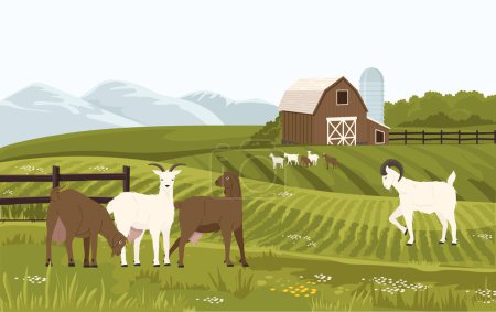 Ilustración de Granja de cabras. Granja con animales lecheros, casa de campo con cabras macho y hembra bebé, granja orgánica para la producción de leche lechera. Vector de la agricultura lácteos ilustración, cría de animales - Imagen libre de derechos