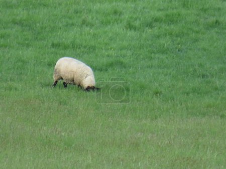Téléchargez les photos : Mouton laine animale viande ferme pâturage dans la prairie herbe calme - en image libre de droit